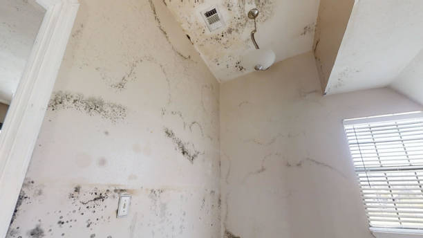 Best Emergency Mold Remediation  in Winter Haven, FL