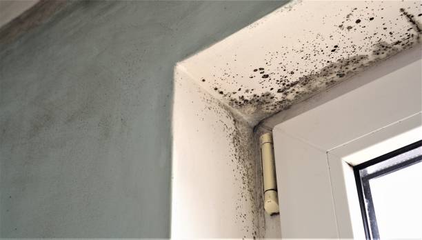 Best Mold Prevention Services  in Winter Haven, FL
