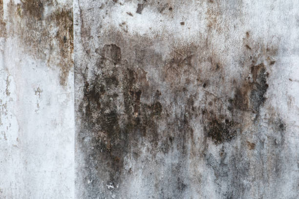 Best HVAC Mold Inspection and Cleaning  in Winter Haven, FL