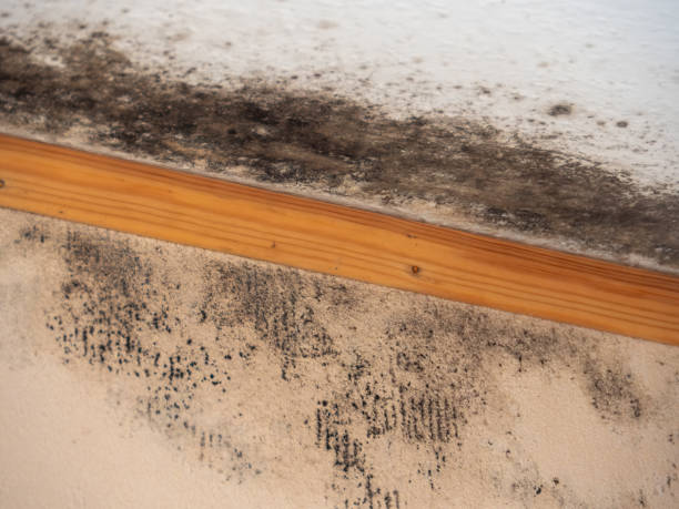 Best Real Estate Mold Inspection  in Winter Haven, FL