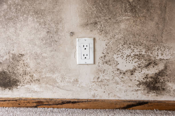 Winter Haven, FL Mold Removal Company