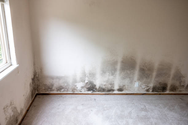 Best Dehumidification Services  in Winter Haven, FL