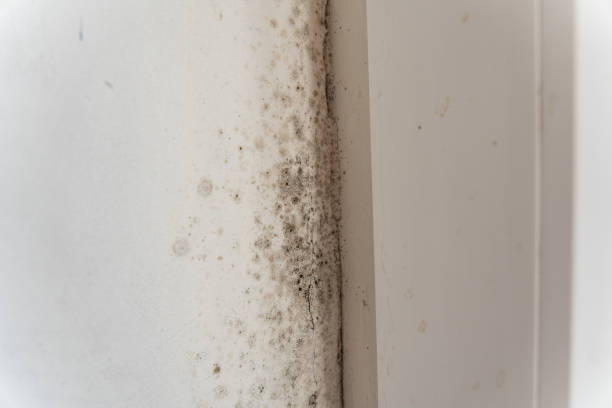 Best Mold-Related Health Consultation  in Winter Haven, FL