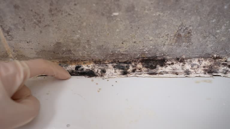 Best Commercial Mold Inspection  in Winter Haven, FL
