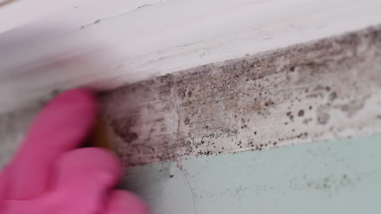 Best Comprehensive Air Testing for Mold Contaminants  in Winter Haven, FL